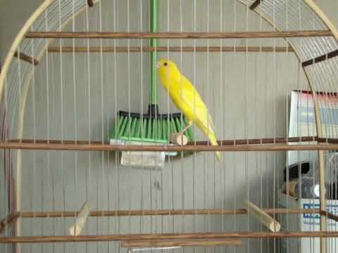 RECORD DE CANTO - CANÁRIO CANTA POR MAIS DE 1 MINUTO DIRETO