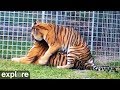 Tigers Get Frisky