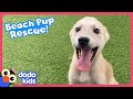 Rescuers Find A Beach Full Of Puppies That Need Saving! | Dodo Kids | Rescued!