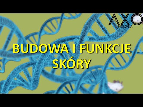 64. Budowa i funkcje skóry