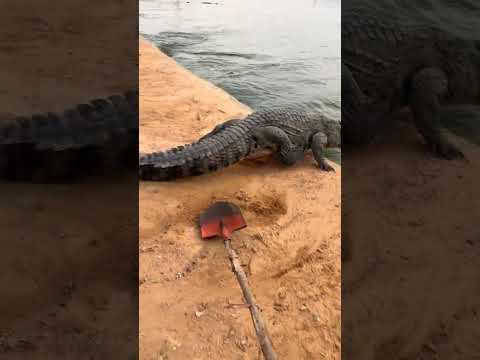 Everyone ran away when they saw me coming. Am I fierce? Crocodile farm, crocodile