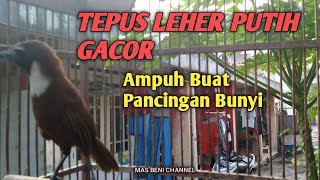 Download lagu Tepus Leher Putih Gacor Ampuh Buat Pancingan Bunyi Tembakannya mp3 Download lagu Tepus Leher Putih Gacor Ampuh Buat Pancingan Bunyi Tembakannya mp3