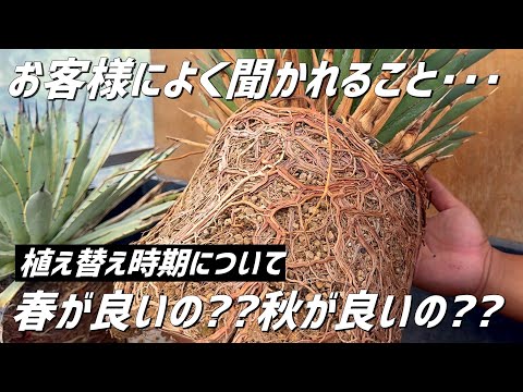 園芸 ラバテラの木、ゼニアオイの木
