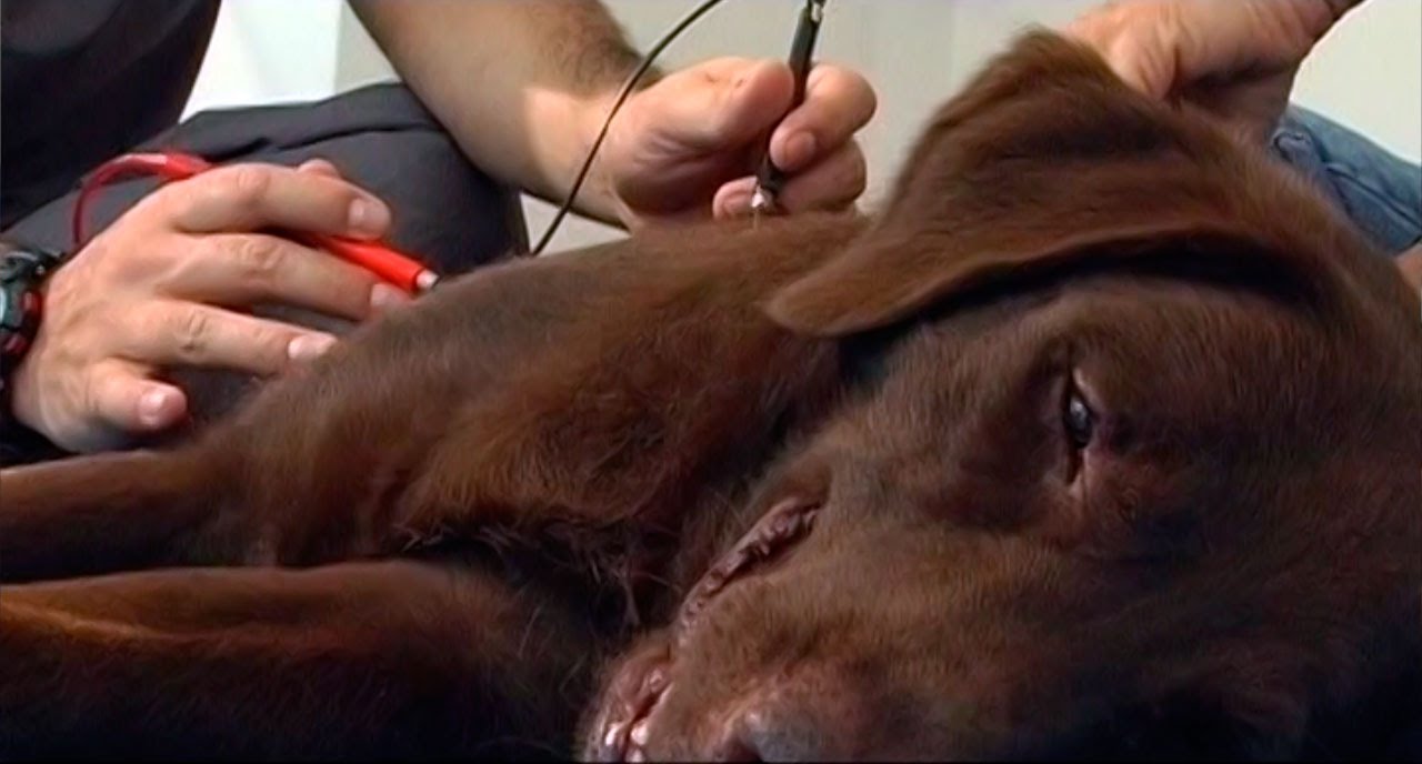 Trauma Cerebrovascular en Perro Labrador - TvAgro por Juan Gonzalo Angel