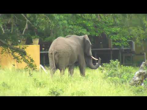 Djuma: Lone Elephant bull drinking at the pan - 06:56 - 02/22/19