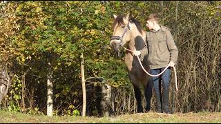«Baltas Mustangas»: репортаж из конюшни в Висагинасе