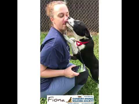 Fiona, an adopted Beagle & Border Collie Mix in Danbury, CT_image-1