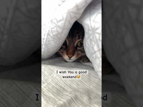 Meow ❤️😽 #cat #catlife #terry #georgia #kitten #batumi #catshorts #kitty #life #2024