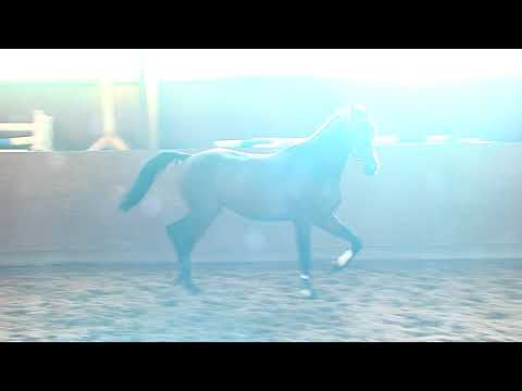 29. Mecklenburger Körtage - Kat.Nr. 48 Hengst v. Cascorado