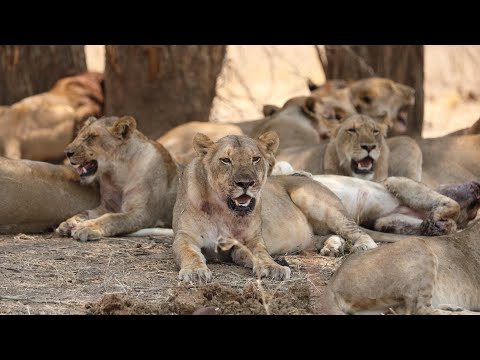 Africa Predatori letali III - 02 Il branco più forte