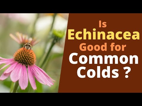 Is Echinacea Good for Colds? Why Does Echinacea Tea Help with Colds?