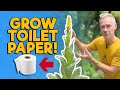 NOT A WEED Mullein Nature S Toilet Paper