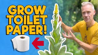 Grow your Own Toilet Paper: The Mullein Plant!
