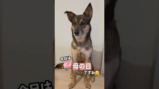 おはようまるちゃん🌞#雑種犬 #犬のいる暮らし #保護犬 #愛犬がいる暮らし #犬のいる生活 #母の日