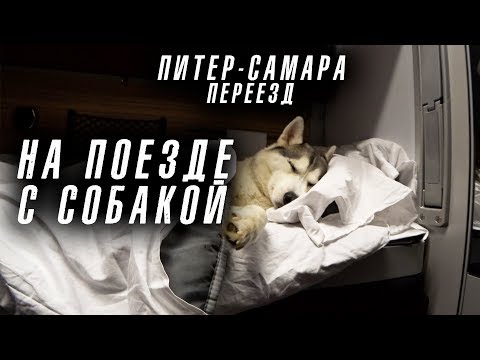 Переезд Пигановых из Санкт Петербурга в Самару на поезде с собакой