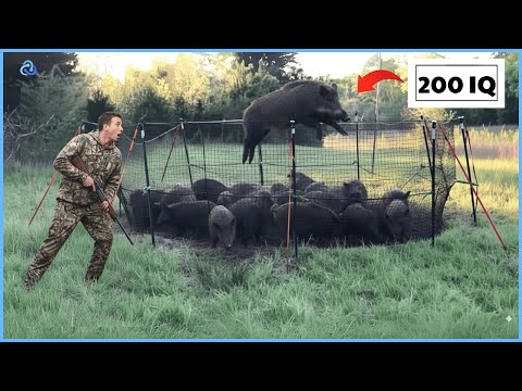 Wild Boar Hunting: How Alabama Farmer Eliminate 96.7% of Feral Hogs With Trap | Wildlife Documentary