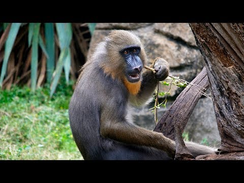 Dallas Zoo's Young Mandrill Goes Wild With His Stick