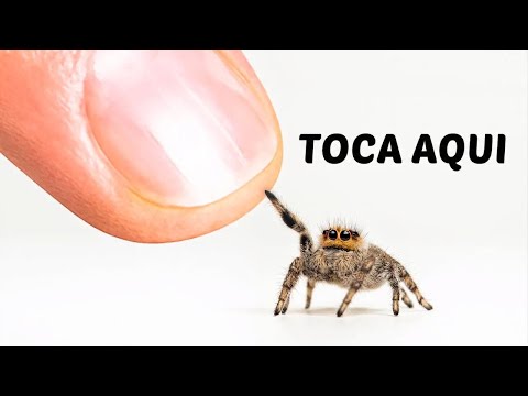 A jornada para fazer amizade com uma aranhinha