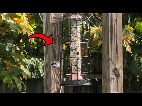 This Bird Feeder Really is Squirrel Proof!