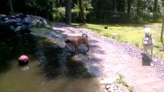 preview picture of video 'Rocky Top Dog Park, Kingston NJ'