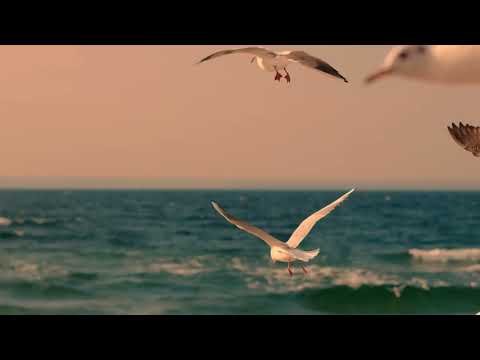 Video for 184 Prince Edward Parade, Scarborough  QLD  4020