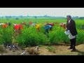 Ghar Aaja Pardesi Tera Desh Bulaaye Re Sad Song Manpreet Kaur Pamela Chopra Shahrukh Kajol