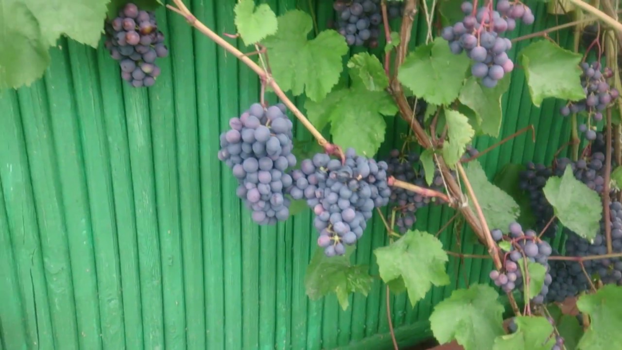 виноград Агат Донской в средней полосе России