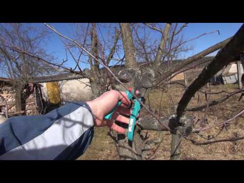 Baumschnitt: Werkzeuge und deren Benutzung