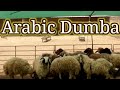 Arabic Breed Dumba Sheep Menda