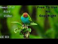 Beautiful Bird Video Free To Use No CopyRight