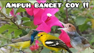 Download lagu Suara Pikat Burcil Kombinasi Sogon Menjerit,Prenjak Starter Dan Sirtu Kejepit mp3