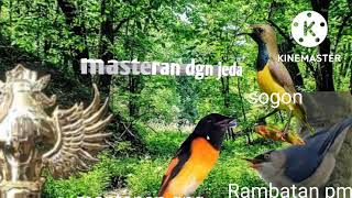 Download lagu Masteran sogon ,rambatan paruh merah dan mantenan gunung mp3