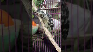 Download lagu BURUNG PELATUK BERAS || BURUNG MASTERAN TEMBAKAN RAPAT PELATUK BERAS || MASTERAN BURUNG JAWARA mp3