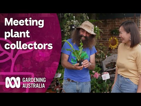 Join us as we visit a collector's plant fair | Discovery | Gardening Australia