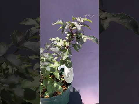 ニワトコを増やす: とても簡単です 植物