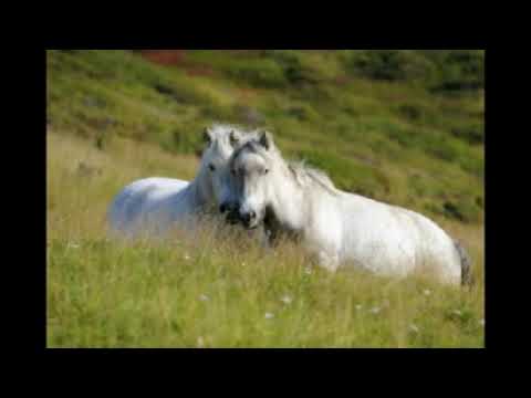 Sui Vesan-Dva biele kone