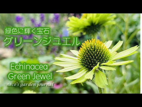 自家播種のベッド用多年草植物: 8 つの美しい、メンテナンス不要の花  庭園