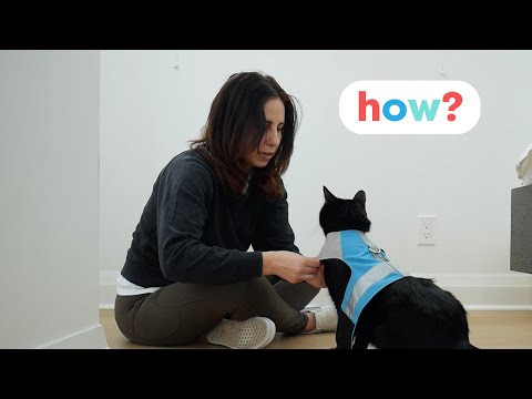 How To Train Your Cat: Two Methods You Need To Know