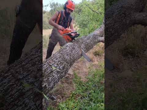 Bore Cut 🪓 #asmr #lumberjack #wood #lumberjacking #chainsaws #husqvarna