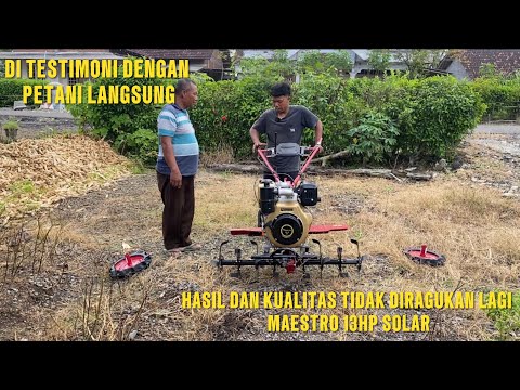 LANGSUNG DI TESTIMONI DENGAN PETANI NYA,MAESTRO 13HP TIDAK RAGUKAN LAGI UNTUK KUALITAS DAN HASIL
