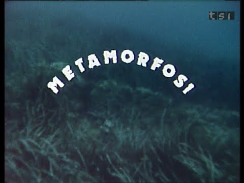 Metamorfosi (1987) de Bruno Soldini