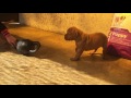 Dogue de Bordeaux puppy for sale