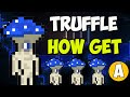 The Best 14 Terraria Truffle