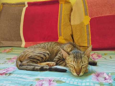 my cat "mini"photo vlog 😍😘