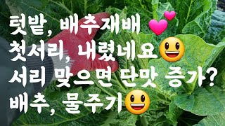 배추&무 