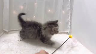 ノルウェージャンフォレストキャットの動画01