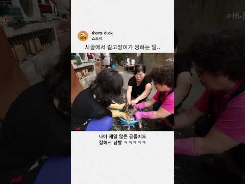 시골에서 길고양이가 당하는 일..