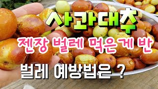 보기는 멀정한데 사과 대추 벌레 먹은게 반 ,  대추 병충해 예방법은?