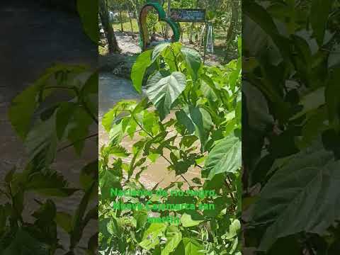 naciente de río negro. nueva cajamarca