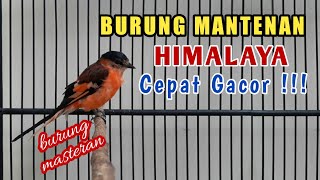 Download lagu Cara Mudah Merawat Mantenan Himayala mp3 Download lagu Cara Mudah Merawat Mantenan Himayala mp3